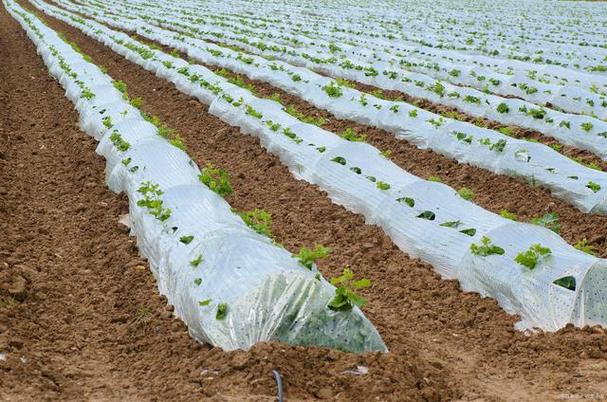 闰二月对蔬菜和农作物种植的影响及应对措施