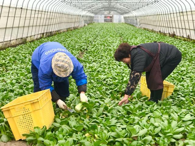 记者从松江区农业部门了解到,目前,区内在田蔬菜充足,节日蔬菜供应