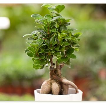 大榕树盆栽 产品概述大榕树盆栽 发布地区咨询购买