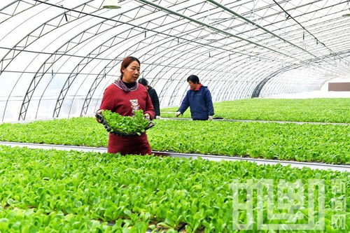 河北邯郸 高科技农业绿色蔬菜市民受青睐